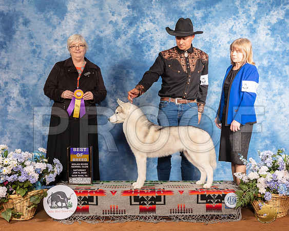Siberian Husky #14 Sat BOB Judge Cindy Stansell__SR_7791_GlnRse2020-HR3