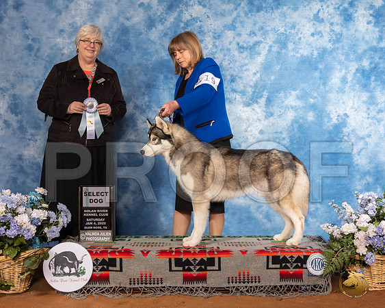 Siberian Husky #19 Sat SD  Judge Cindy Stansell__SR_7803_GlnRse2020-HR3