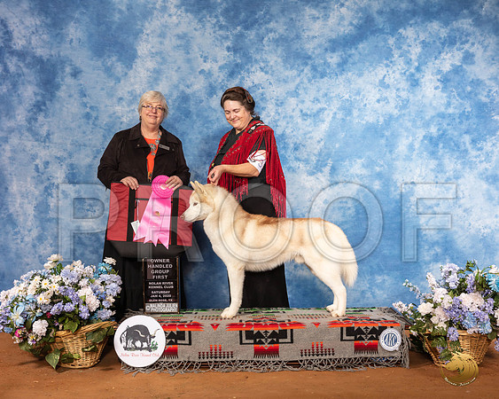 Siberian Husky #33 Sat OHG1 Judge Cindy Stansell__SR_7884_GlnRse2020-HR3