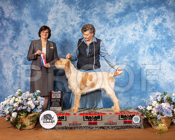 Spinoni Italiano #6 Sat BOS NCh  Judge Danelle Brown__SR_7936_GlnRse2020-HR3