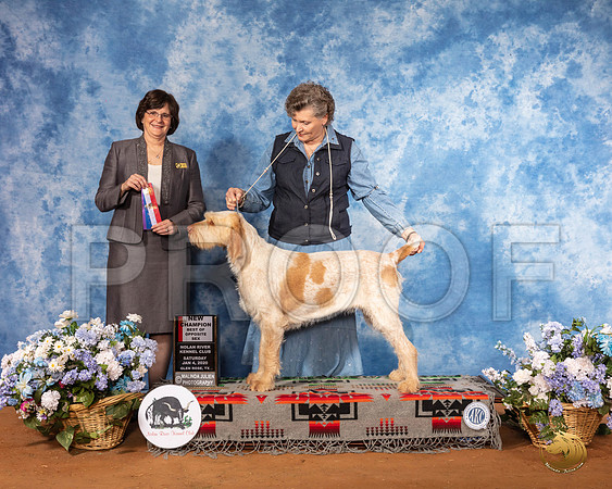 Spinoni Italiano #6 Sat BOS NCh  Judge Danelle Brown__SR_7938_GlnRse2020-HR3