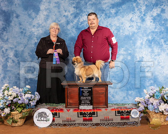 Tibetan Spaniel #24 Sat WB Maj NCh Judge Cindy Stansell__SR_7676_GlnRse2020-HR3