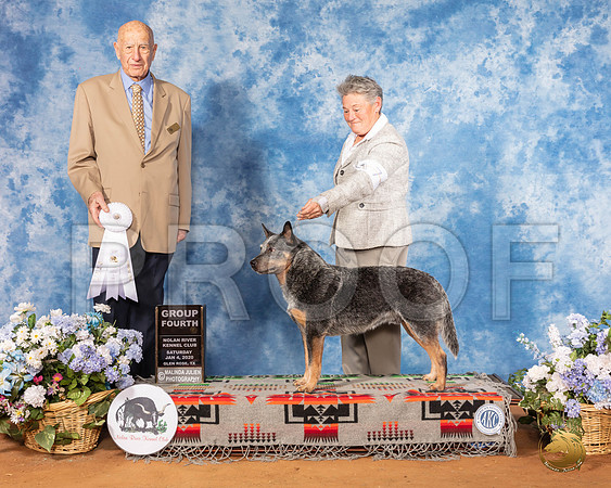 Australian Cattle Dog #7 Sat G4 Judge Ralph J (Sonny) Ambrosio__SR_8059_GlnRse2020-HR3