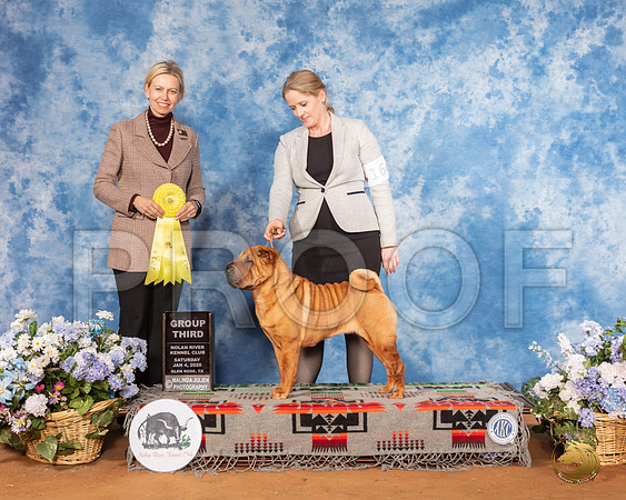 Chinese Shar Pei #16 Sat G3 Judge Patricia Sosa__SR_8030_GlnRse2020-HR3
