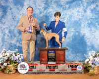 Italian Greyhound #6 Sat BOB Judge Robin Stansell