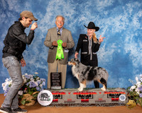 Miniature American Shepherd #9 Sat OHG2