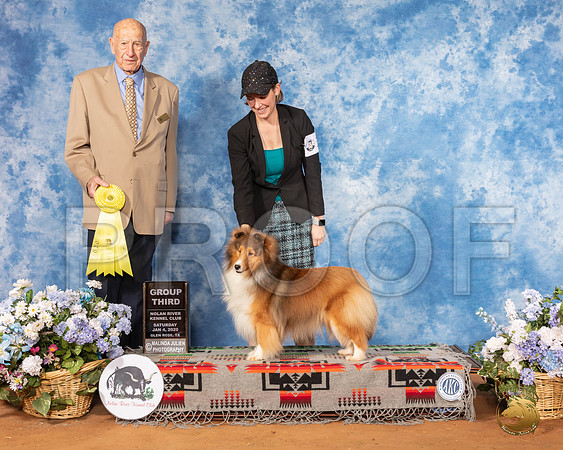 Shetland Sheepdog #12 Sat G3 Judge Ralph J (Sonny) Ambrosio__SR_8057_GlnRse2020-HR3