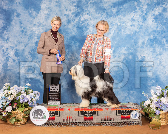 Tibetan Terrier #6 Sat BOW Maj Judge Patricia Sosa__SR_8093_GlnRse2020-HR3