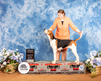 Treeing Walker #6 Sat G4 Judge Nathaniel Horn