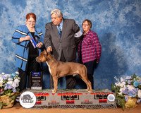 Amercian Staffordshire Terrier #5 Sun BOW Judge Melinda Lyons