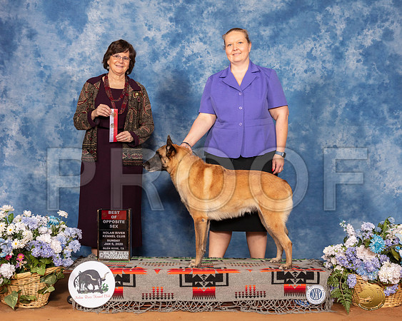 Belgian Malinois #11 Sun BOS Judge Danelle Brown__SR_8172_GlnRse2020-HR3