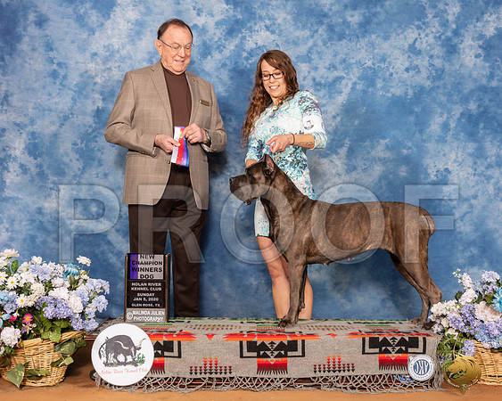 Cane Corso #6 Sun BOS Maj NCh Judge Robin Stansell__SR_8183_GlnRse2020-HR3