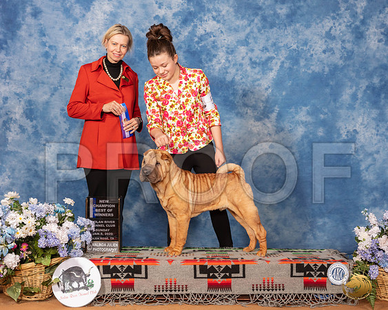 Chinese Shar Pei #5 Sun Ch Judge Patricia Sosa__SR_8333_GlnRse2020-HR3