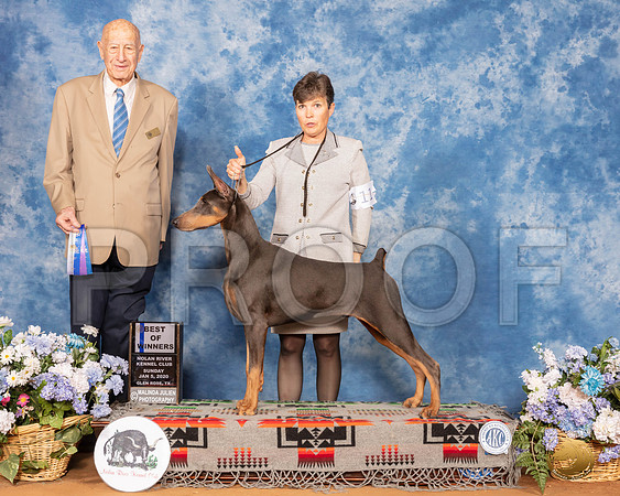 Doberman Pinscher #11 Sun BOW Judge Ralph J (Sonny) Ambrosio__SR_8265_GlnRse2020-HR3