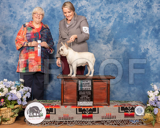 French Bulldog #14 Sun SB NGrCh Judge Cindy Stansell__SR_8213_GlnRse2020-HR3