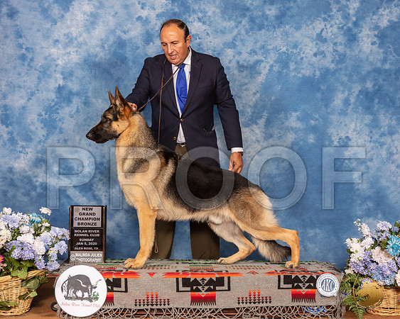 German Shepherd Dog #? Sun GrChB__SR_8245_GlnRse2020-HR3