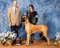 Great Dane #27 Sun BOB Judge Ralph J (Sonny) Ambrosio