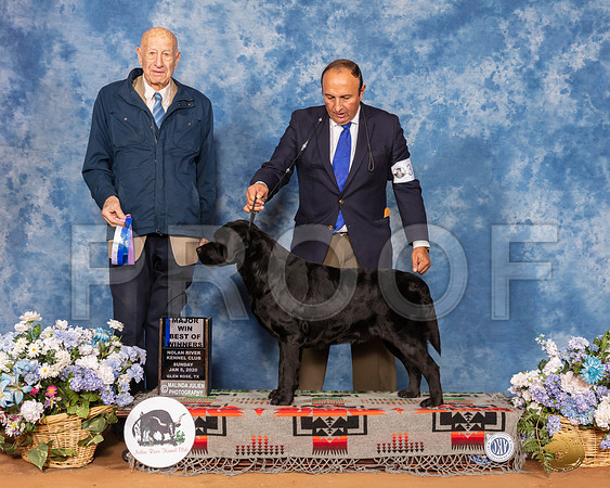 Labrador Retriever #37 Sun BOW Maj Judge Ralph J (Sonny) Ambrosio__SR_8187_GlnRse2020-HR3