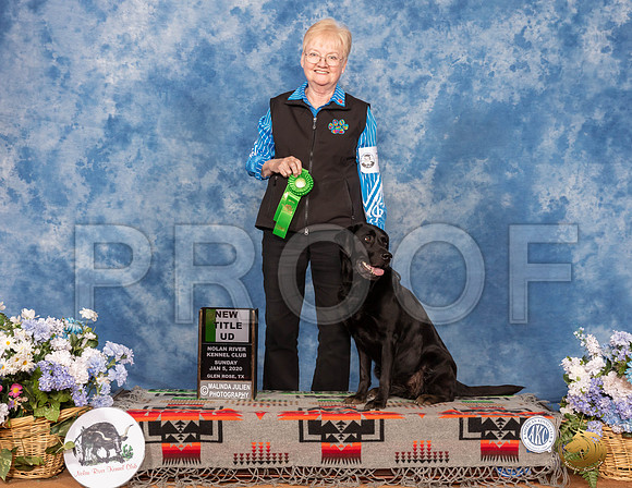 Labrador Retriever #70 Sun UD__SR_8292_GlnRse2020-HR3