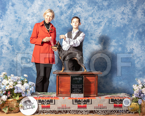 Manchester Terrier #J12 Sun Judge Patricia Sosa__SR_8329_GlnRse2020-HR3