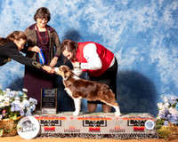 Miniature American Shepherd #5 Sun BOw Maj Judge Danelle Brown