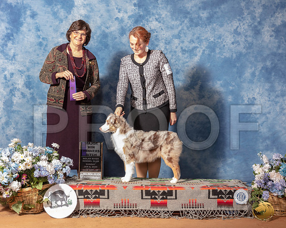Miniature American Shepherd #8 Sun WB Maj Judge Danelle Brown__SR_8310_GlnRse2020-HR3