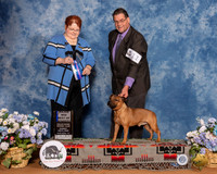 Miniature Staffordshire Terrier #11 Sun BOW Maj Judge Melinda Lyons