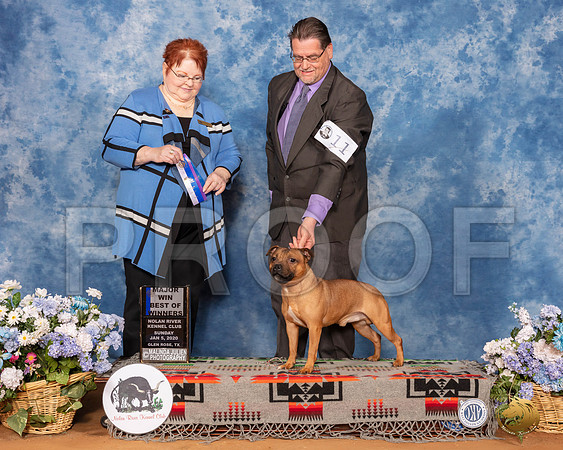 Miniature Staffordshire Terrier #11 Sun BOW Maj Judge Melinda Lyons__SR_8207_GlnRse2020-HR3