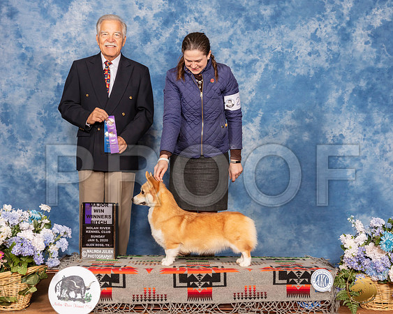 Pembroke Welsh Corgi #20 Sun WB Maj Judge Randall Sheets__SR_8268_GlnRse2020-HR3