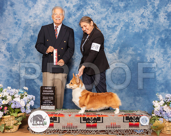 Pembroke Welsh Corgi #28 Sun BOS Maj NGrCh Judge Randall Sheets__SR_8222_GlnRse2020-HR3