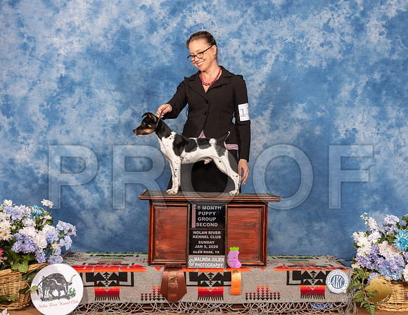 Rat Terrier #11 Sun 4to6P G2__SR_8286_GlnRse2020-HR3