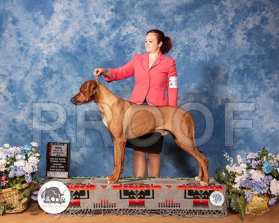 Rhodesian Ridgeback #17 Sun BOS Maj__SR_8387_GlnRse2020-HR3