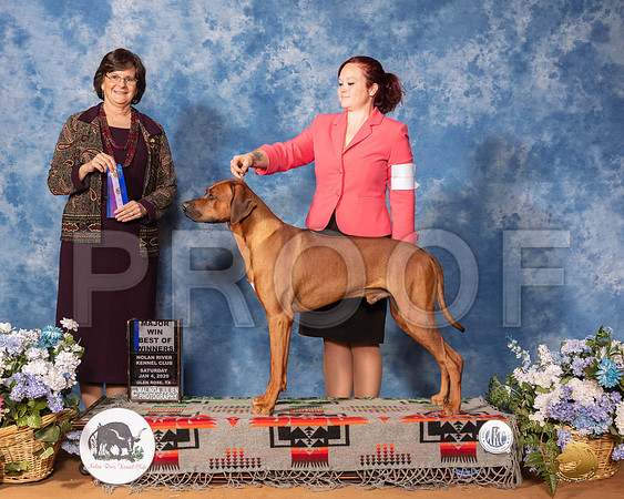 Rhodesian Ridgeback SAT BOW Maj Judge Danelle Brown RESHOOT__SR_8380_GlnRse2020-HR3