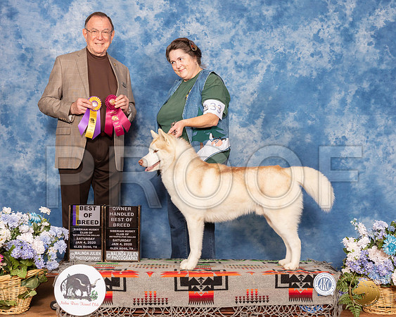 Siberian Husky #33 Sun BOB OHBOB Judge Robin Stansell__SR_8252_GlnRse2020-HR3