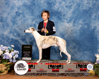 Whippet #J8 Sun