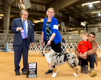 Australian Shepherd #6 Sun WB Maj Judge Nathaniel Horn