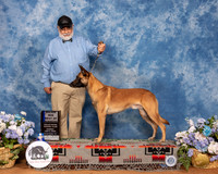 Belgian Malinois #5 Sun BOW Maj