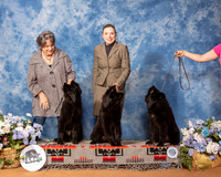 Belgian Sheepdog Family Sun