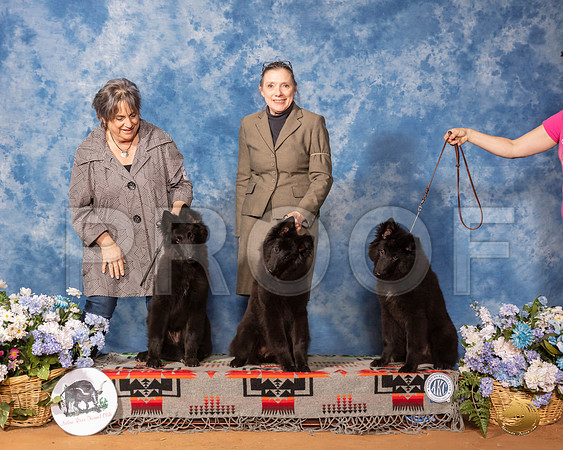 Belgian Sheepdog Family Sun__SR_8346_GlnRse2020-HR3