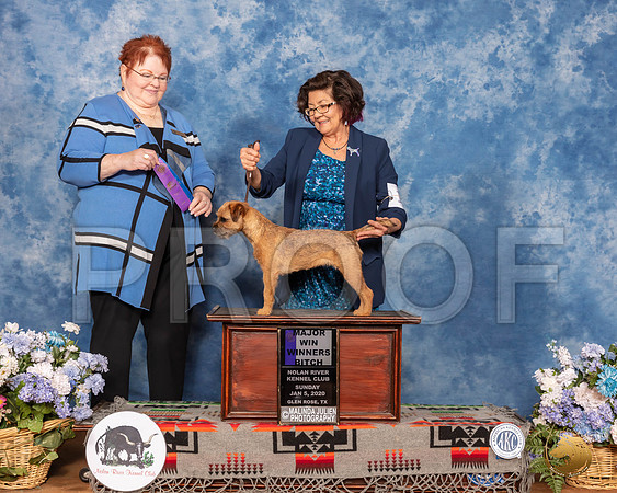 Border Terrier #10 Sun WB Maj Judge Melinda Lyons__SR_8237_GlnRse2020-HR3