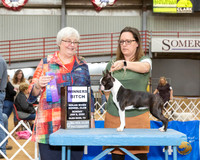 Boston Terrier #20 Sun WB Judge Cindy Stensell