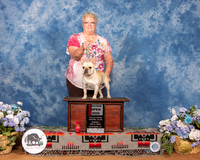 French Bulldog #15 Sun OpnD2nd