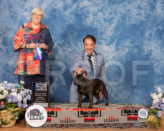 French Bulldog #21 Sun BOW Maj Judge Cindy Stansell__SR_8211_GlnRse2020-HR3