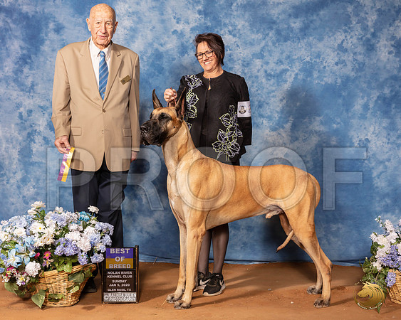 Great Dane #27 Sun BOB Judge Ralph J (Sonny) Ambrosio__SR_8361_GlnRse2020-HR3