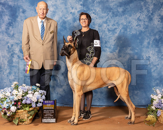 Great Dane #27 Sun BOB Judge Ralph J (Sonny) Ambrosio__SR_8363_GlnRse2020-HR3