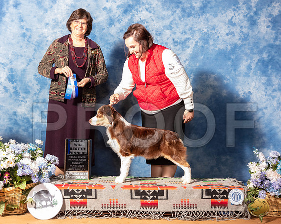 Miniature American Shepherd #5 Sun BOw Maj Judge Danelle Brown__SR_8300_GlnRse2020-HR3