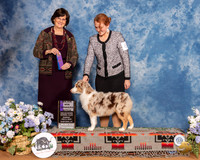 Miniature American Shepherd #8 Sun WB Maj Judge Danelle Brown