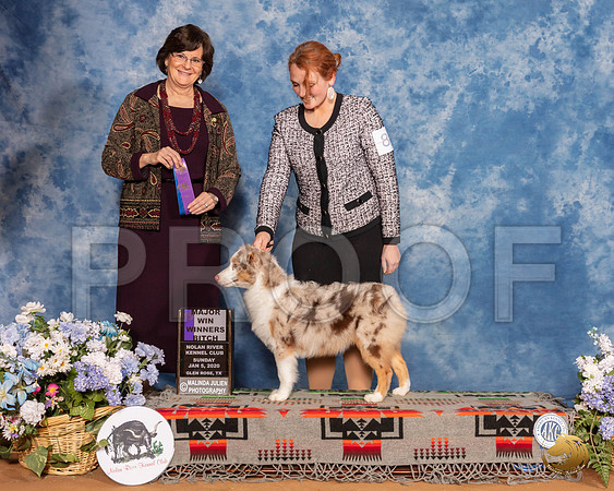 Miniature American Shepherd #8 Sun WB Maj Judge Danelle Brown__SR_8307_GlnRse2020-HR3