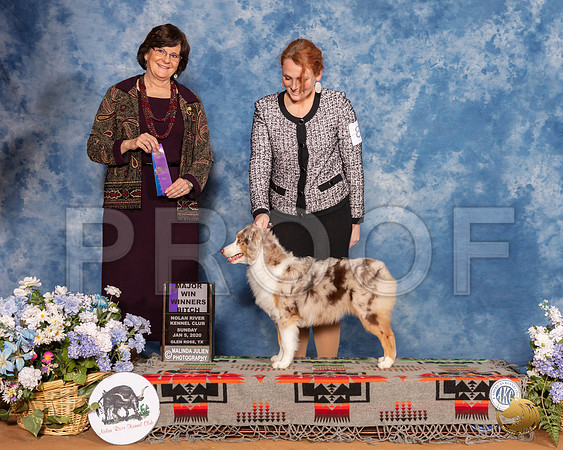 Miniature American Shepherd #8 Sun WB Maj Judge Danelle Brown__SR_8308_GlnRse2020-HR3