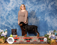 Rottweiler #7 Sun 4to6G3